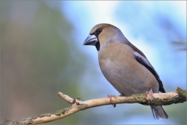 <p>DLASK TLUSTOZOBÝ (Coccothraustes coccothraustes) Šluknovsko - Jiříkov ---- /Hawfinch - Kernbeißer/</p>